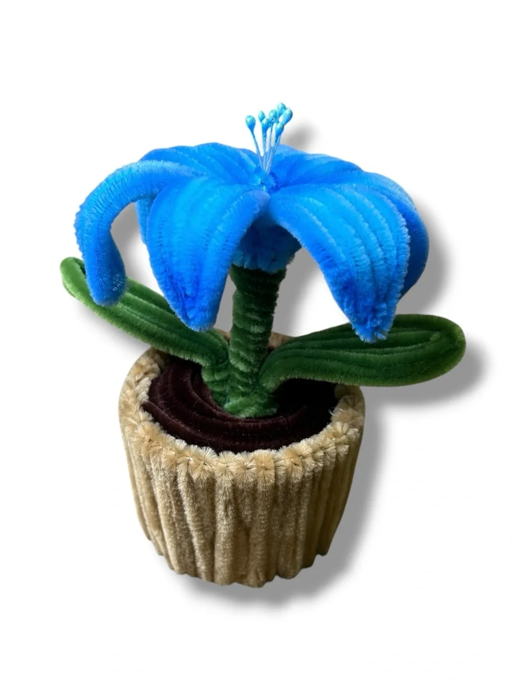 N/A pot bloom no